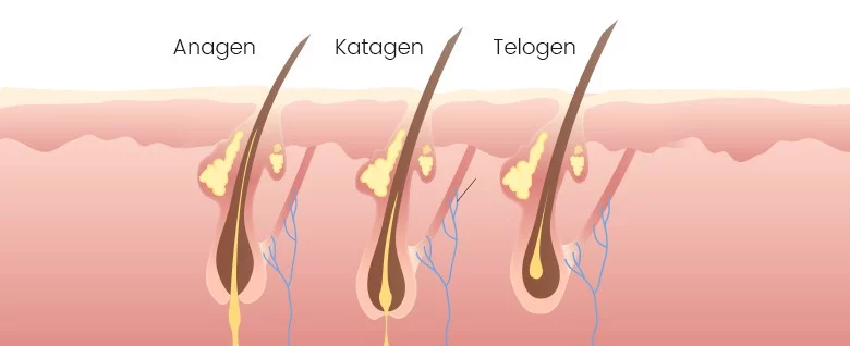 Anagen Katagen Telogen Anagen Katagen Telogen